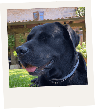 Guía - Para perros de compañía